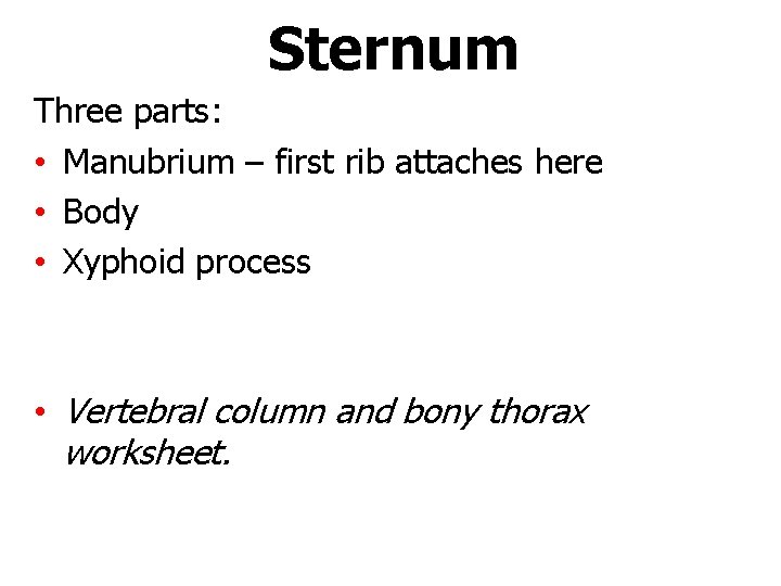 Sternum Three parts: • Manubrium – first rib attaches here • Body • Xyphoid