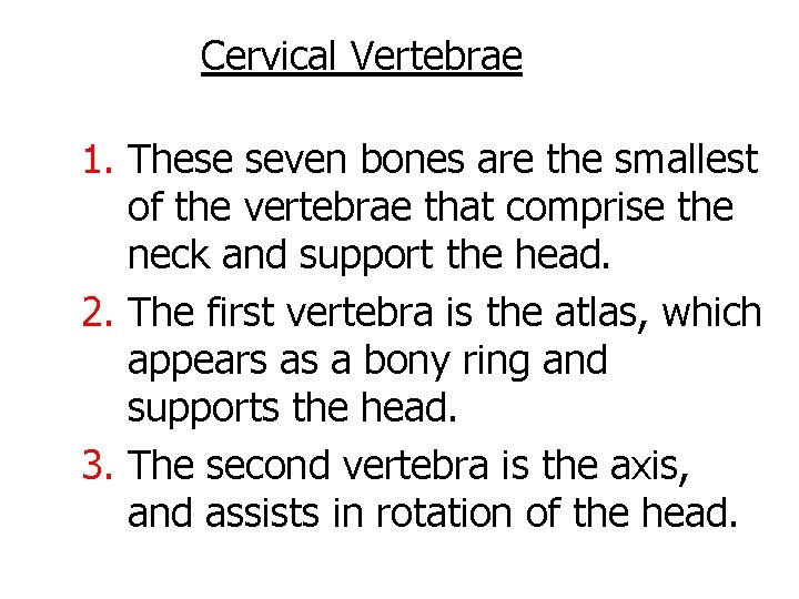 Cervical Vertebrae 1. These seven bones are the smallest of the vertebrae that comprise