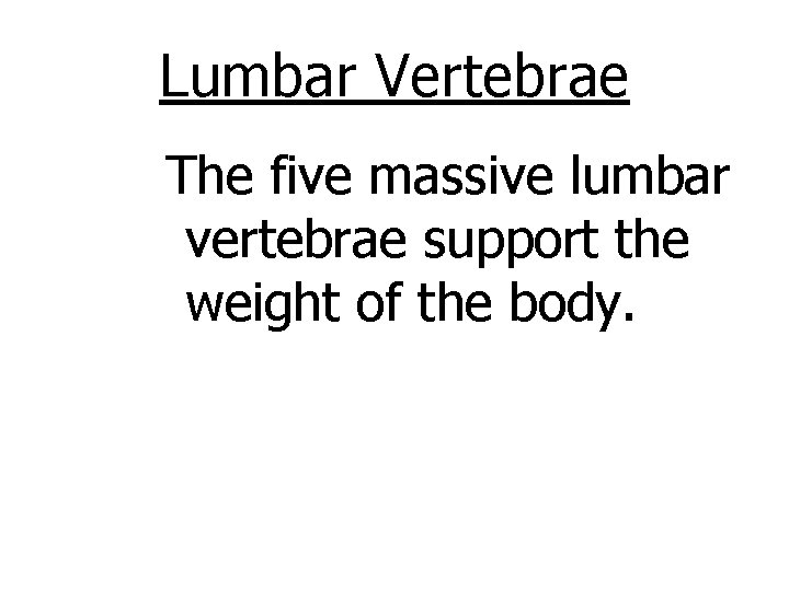 Lumbar Vertebrae The five massive lumbar vertebrae support the weight of the body. 