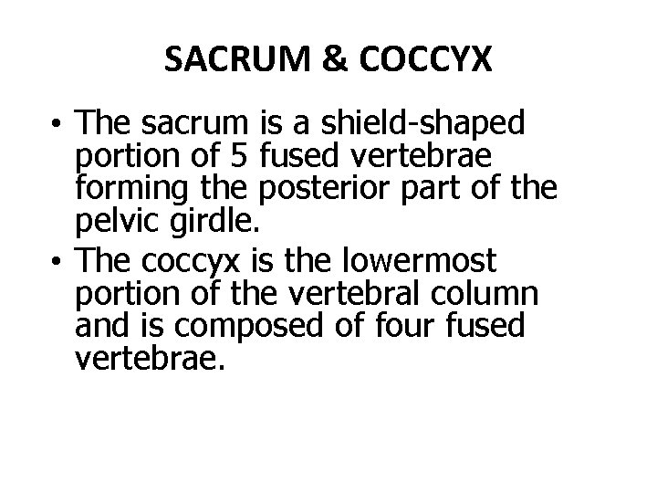 SACRUM & COCCYX • The sacrum is a shield-shaped portion of 5 fused vertebrae SACRUM & COCCYX • The sacrum is a shield-shaped portion of 5 fused vertebrae