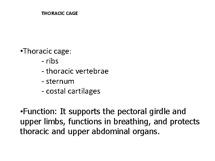 THORACIC CAGE • Thoracic cage: - ribs - thoracic vertebrae - sternum - costal