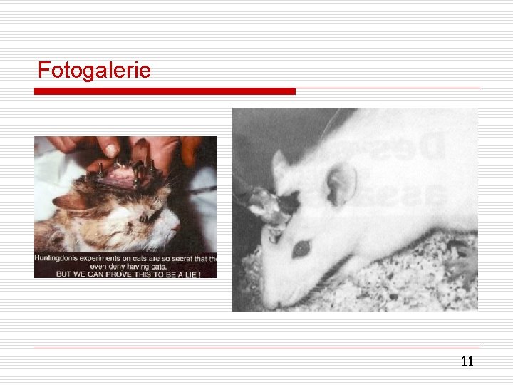 Fotogalerie 11 