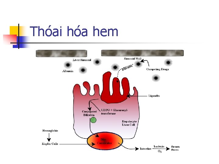 Thóai hóa hem 