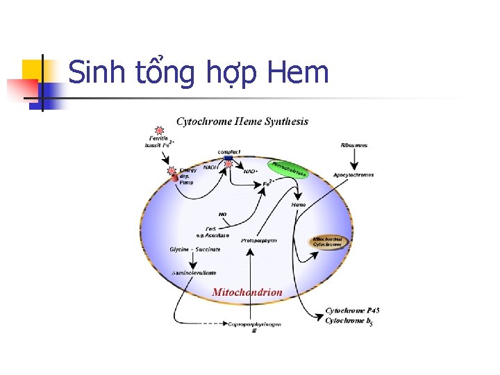 Sinh tổng hợp Hem 