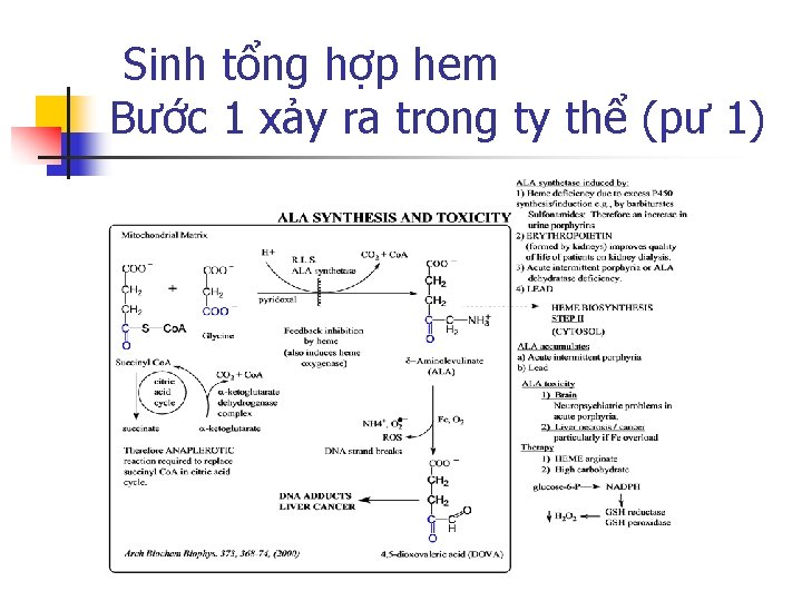 Sinh tổng hợp hem Bước 1 xảy ra trong ty thể (pư 1) 