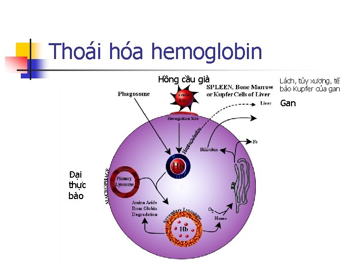 Thoái hóa hemoglobin Hồng cầu già Lách, tủy xương, tế bào Kupfer của gan