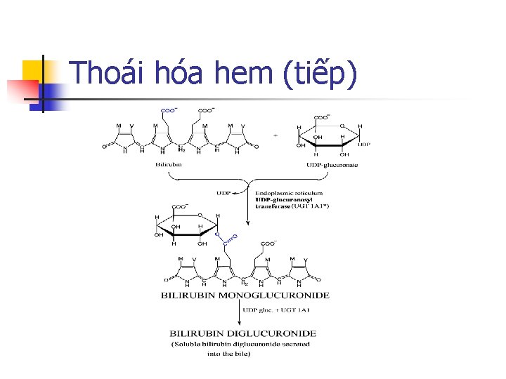 Thoái hóa hem (tiếp) 