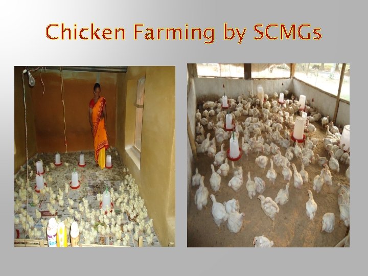 Chicken Farming by SCMGs 