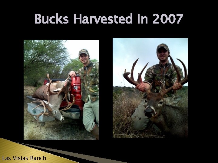Bucks Harvested in 2007 Las Vistas Ranch 