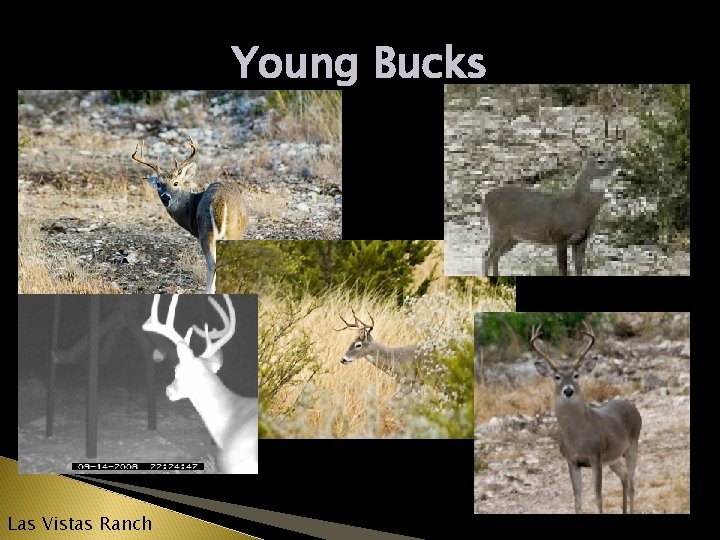 Young Bucks Las Vistas Ranch 