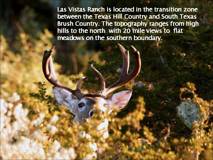 Las Vistas Ranch is located in the transition zone between the Texas Hill Country