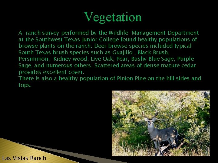 Vegetation A ranch survey performed by the Wildlife Management Department at the Southwest Texas