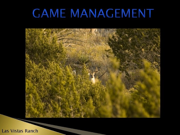 Las Vistas Ranch 