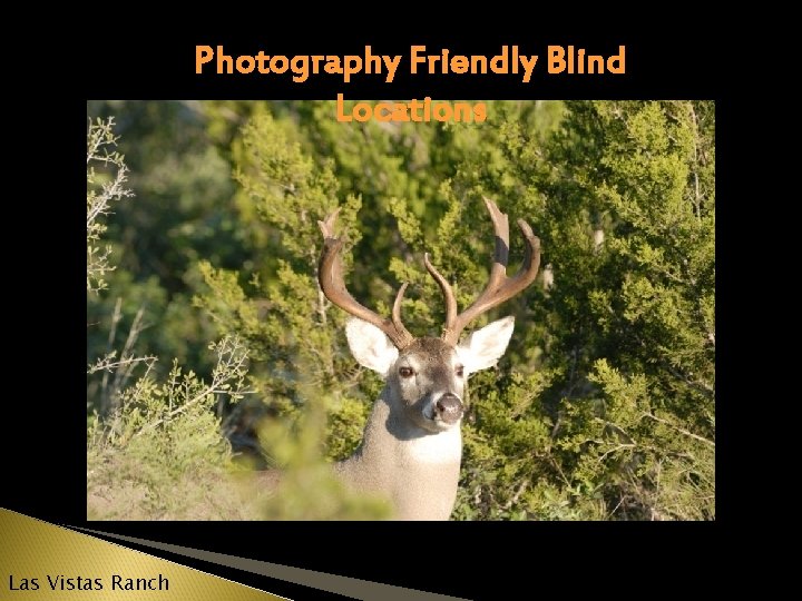 Photography Friendly Blind Locations Las Vistas Ranch 
