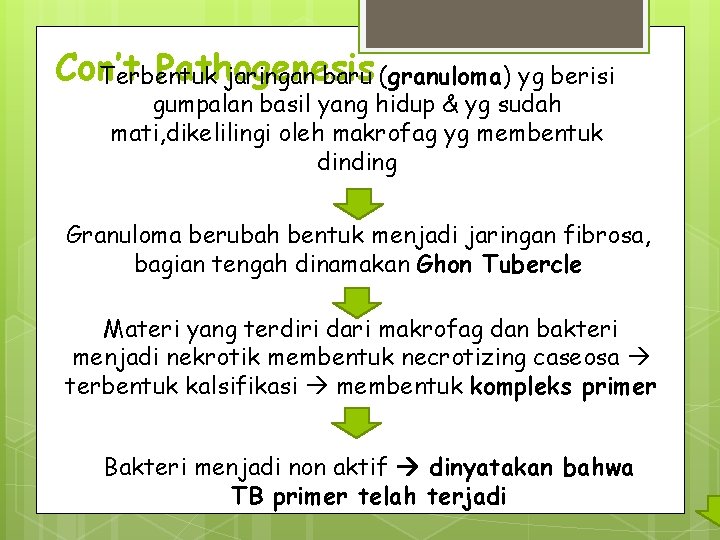 Con’t Pathogenesis Terbentuk jaringan baru (granuloma) yg berisi gumpalan basil yang hidup & yg