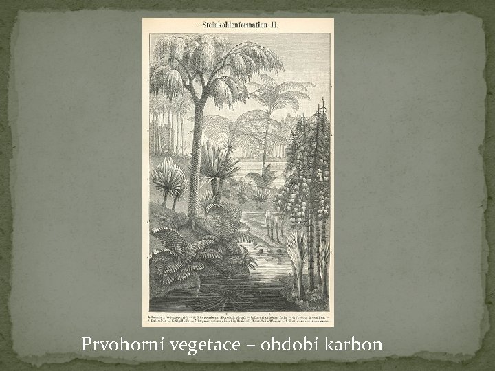 Prvohorní vegetace – období karbon 