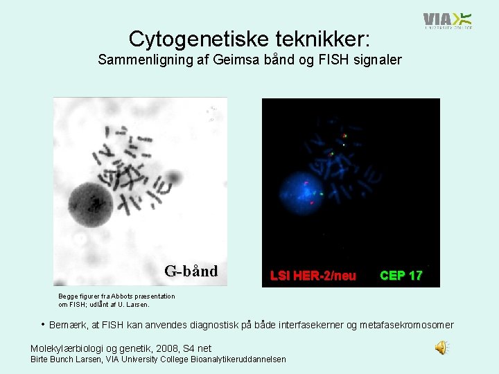 Cytogenetiske teknikker: Sammenligning af Geimsa bånd og FISH signaler G-bånd LSI HER-2/neu CEP 17