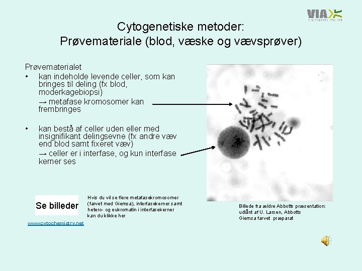 Cytogenetiske metoder: Prøvemateriale (blod, væske og vævsprøver) Prøvematerialet • kan indeholde levende celler, som