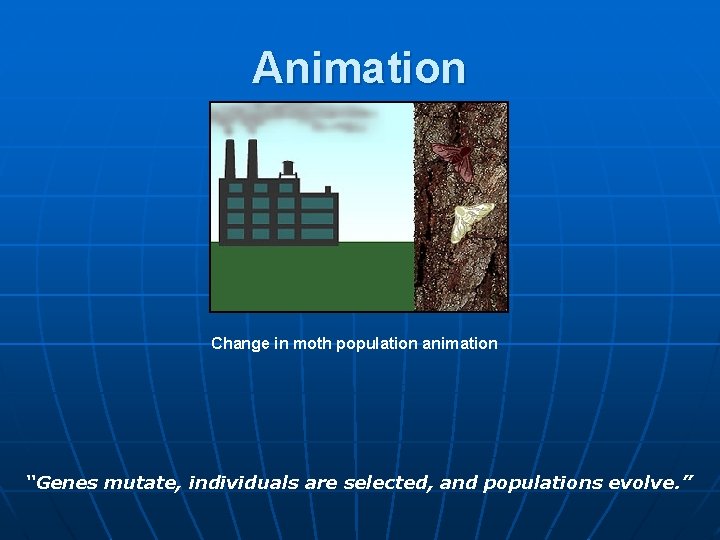 Animation Change in moth population animation “Genes mutate, individuals are selected, and populations evolve.