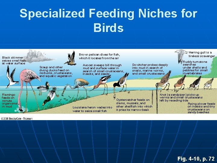 Specialized Feeding Niches for Birds Black skimmer seizes small fish at water surface Scaup