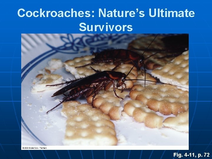 Cockroaches: Nature’s Ultimate Survivors Fig. 4 -11, p. 72 