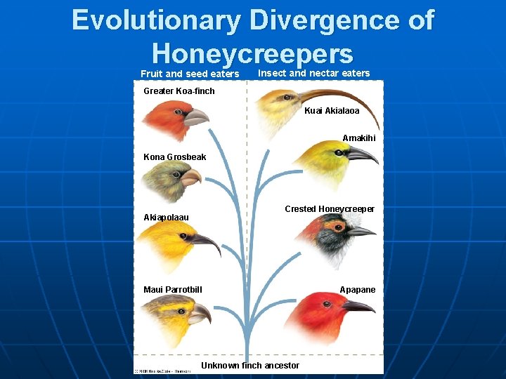 Evolutionary Divergence of Honeycreepers Fruit and seed eaters Insect and nectar eaters Greater Koa-finch