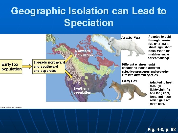 Geographic Isolation can Lead to Speciation Arctic Fox Northern population Early fox population Spreads