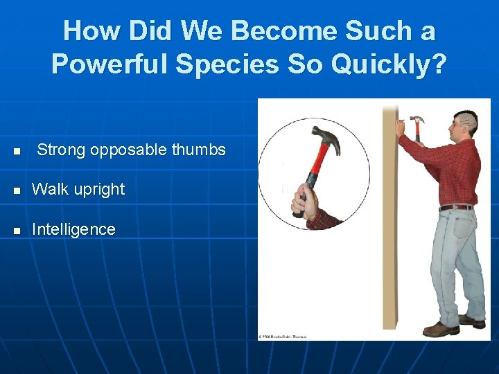 How Did We Become Such a Powerful Species So Quickly? n Strong opposable thumbs