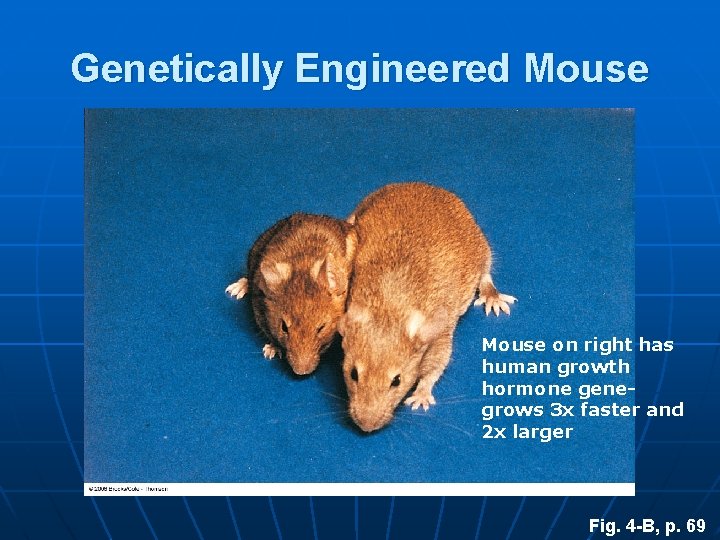 Genetically Engineered Mouse on right has human growth hormone genegrows 3 x faster and