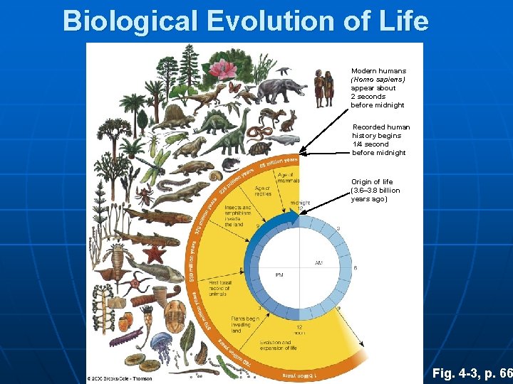 Biological Evolution of Life Modern humans (Homo sapiens) appear about 2 seconds before midnight
