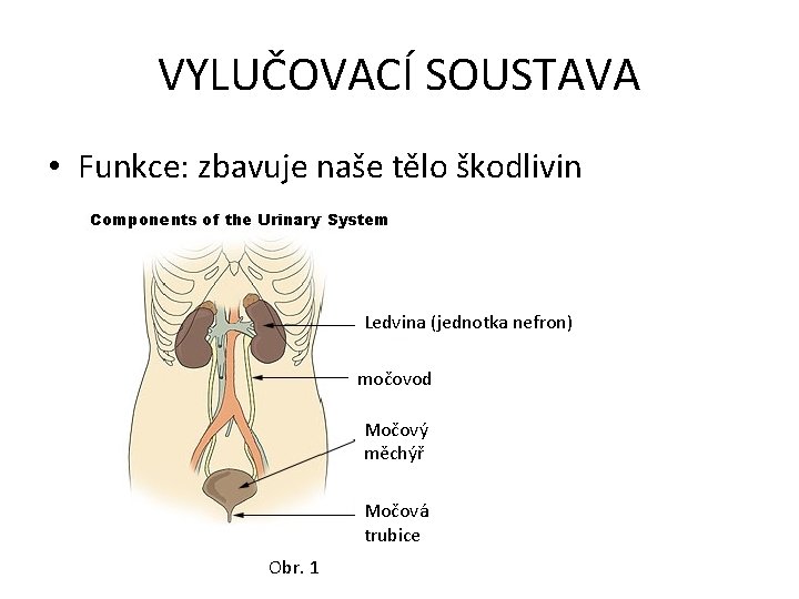 VYLUČOVACÍ SOUSTAVA • Funkce: zbavuje naše tělo škodlivin Ledvina (jednotka nefron) močovod Močový měchýř