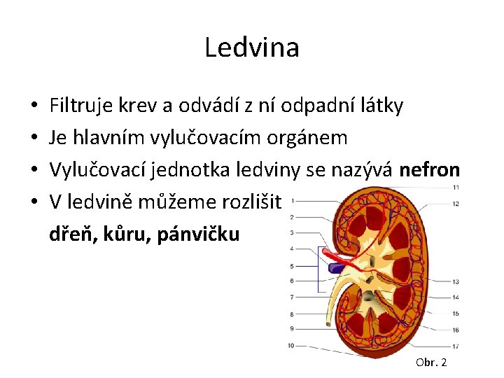 Ledvina • • Filtruje krev a odvádí z ní odpadní látky Je hlavním vylučovacím