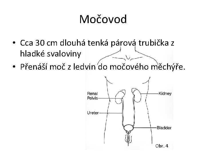 Močovod • Cca 30 cm dlouhá tenká párová trubička z hladké svaloviny • Přenáší