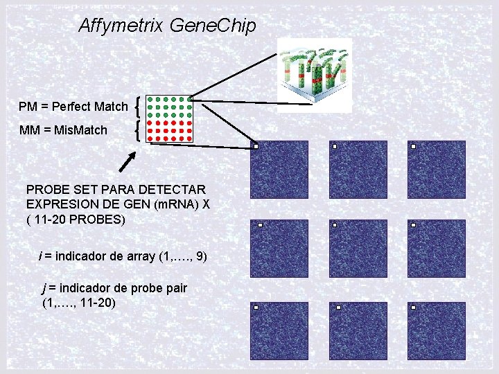 Affymetrix Gene. Chip PM = Perfect Match MM = Mis. Match PROBE SET PARA