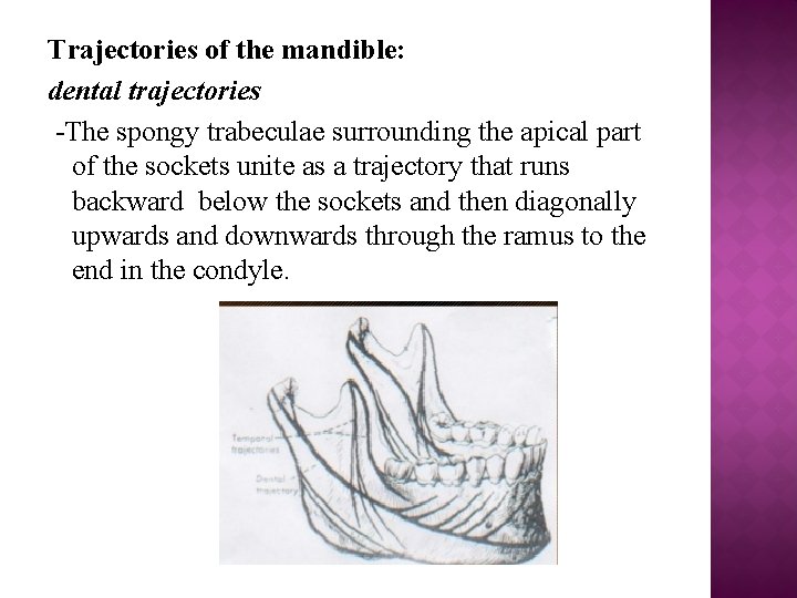 Trajectories of the mandible: dental trajectories -The spongy trabeculae surrounding the apical part of
