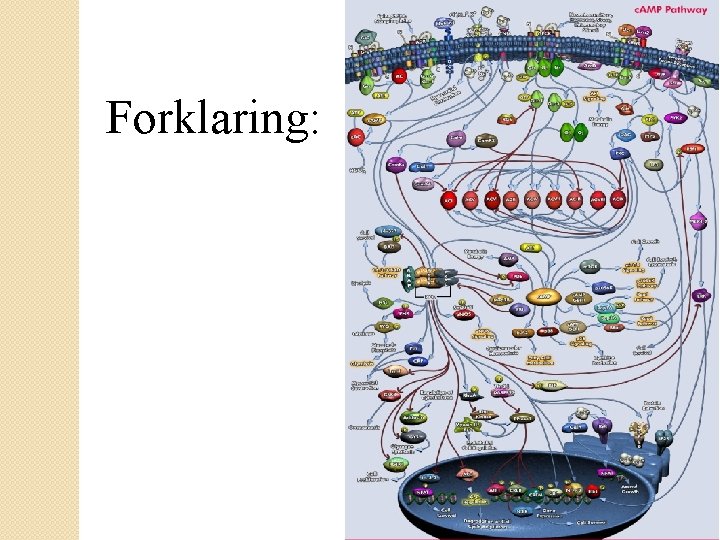 Forklaring: 