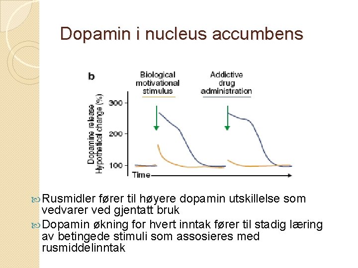 Dopamin i nucleus accumbens Rusmidler fører til høyere dopamin utskillelse som vedvarer ved gjentatt