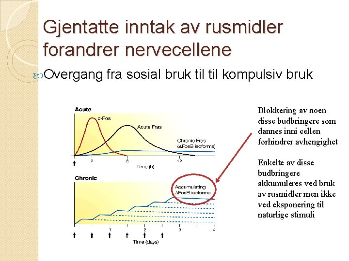Gjentatte inntak av rusmidler forandrer nervecellene Overgang fra sosial bruk til kompulsiv bruk Blokkering