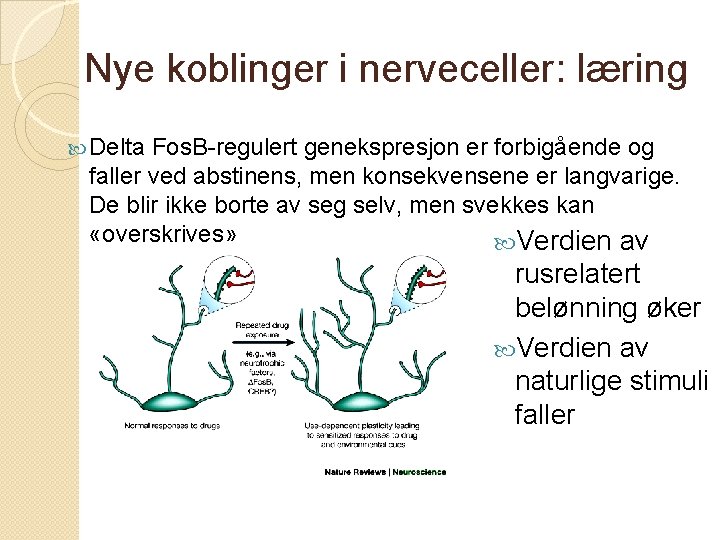 Nye koblinger i nerveceller: læring Delta Fos. B-regulert genekspresjon er forbigående og faller ved