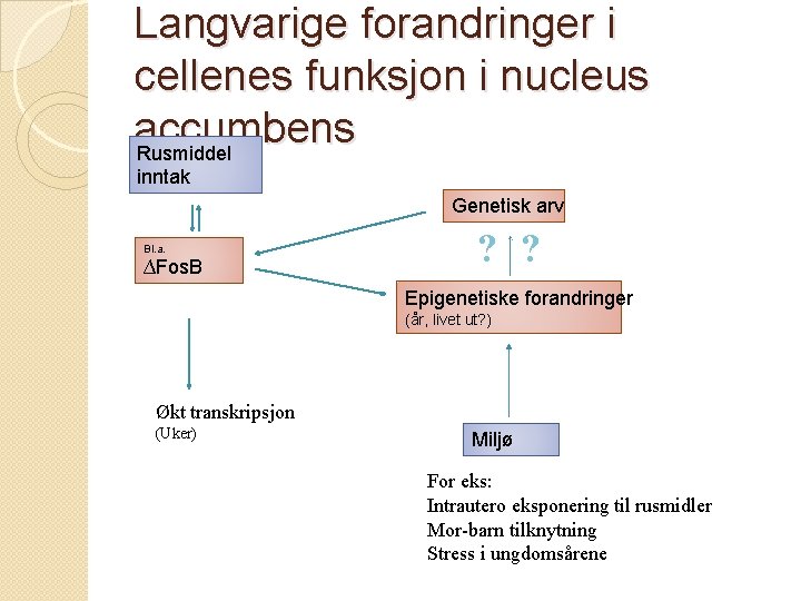 Langvarige forandringer i cellenes funksjon i nucleus accumbens Rusmiddel inntak Genetisk arv Bl. a.