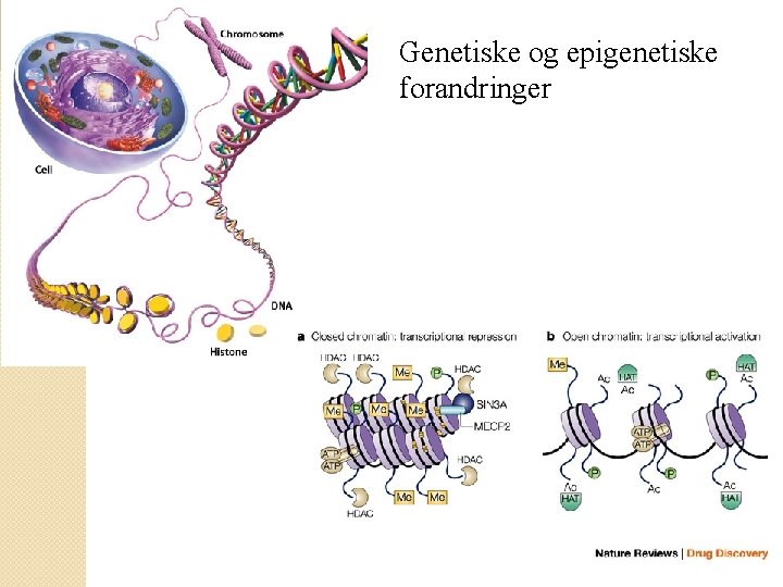 Genetiske og epigenetiske forandringer 