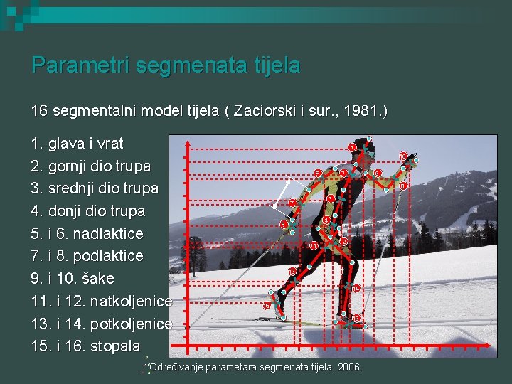 Parametri segmenata tijela 16 segmentalni model tijela ( Zaciorski i sur. , 1981. )