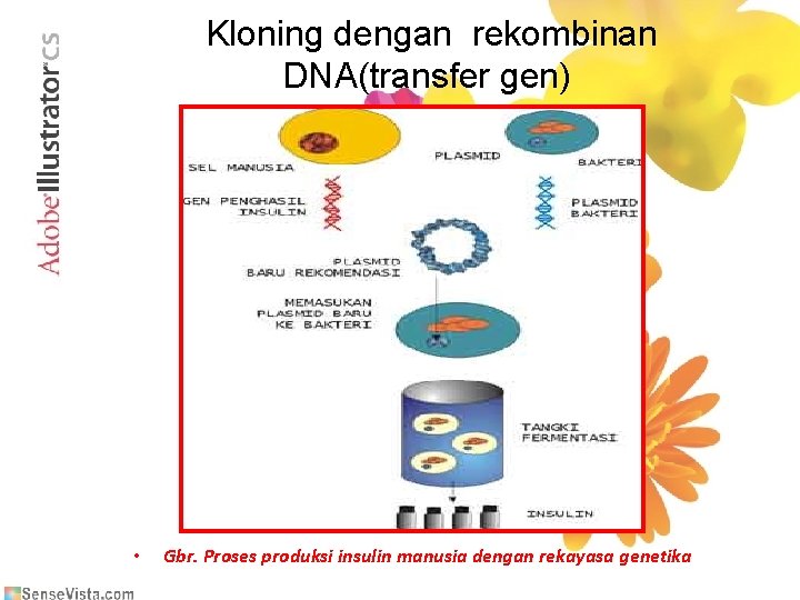 Kloning dengan rekombinan DNA(transfer gen) • Gbr. Proses produksi insulin manusia dengan rekayasa genetika