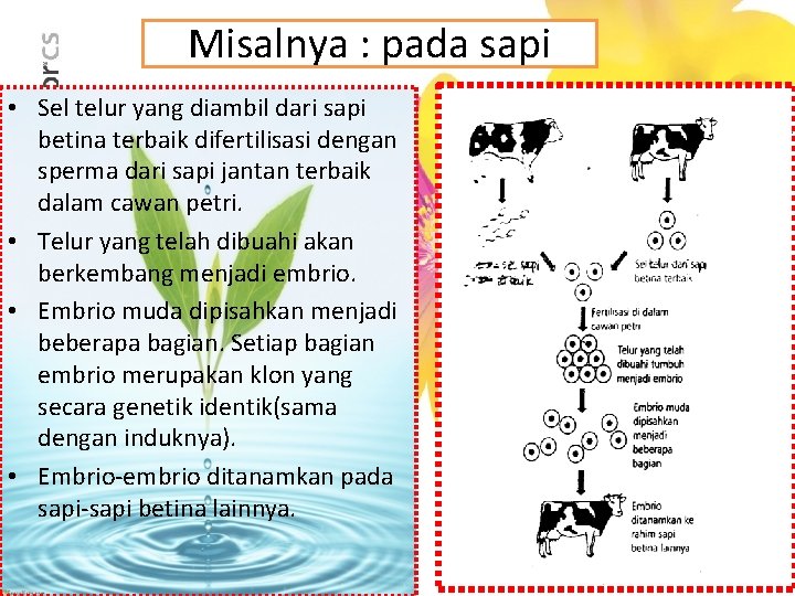 Misalnya : pada sapi • Sel telur yang diambil dari sapi betina terbaik difertilisasi