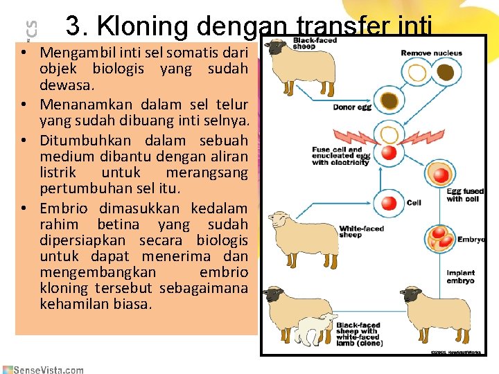 3. Kloning dengan transfer inti • Mengambil inti sel somatis dari objek biologis yang