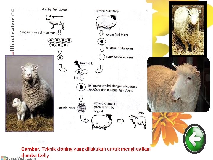 Gambar. Teknik cloning yang dilakukan untuk menghasilkan domba Dolly 