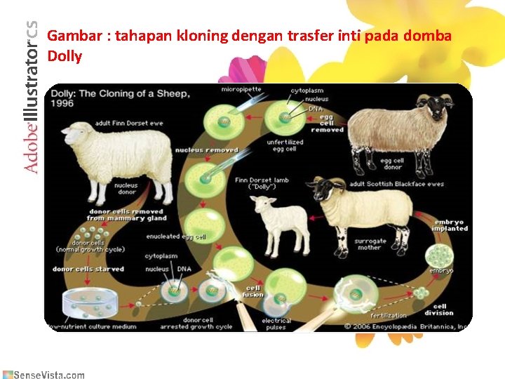 Gambar : tahapan kloning dengan trasfer inti pada domba Dolly 