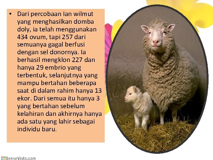  • Dari percobaan Ian wilmut yang menghasilkan domba doly, ia telah menggunakan 434