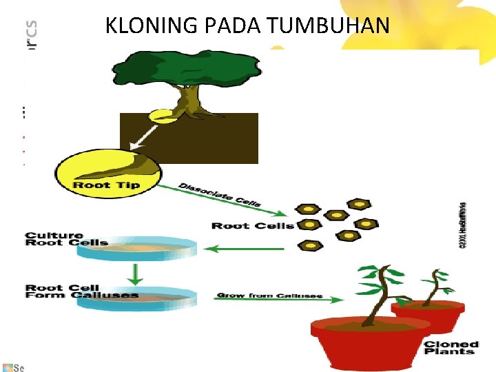 KLONING PADA TUMBUHAN 