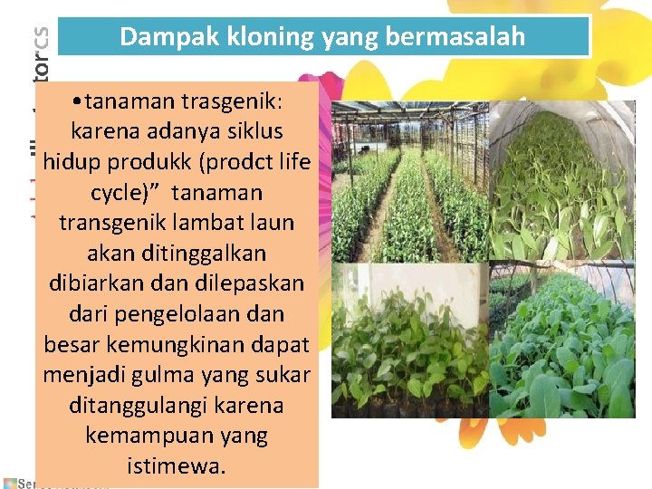 Dampak kloning yang bermasalah • tanaman trasgenik: karena adanya siklus hidup produkk (prodct life